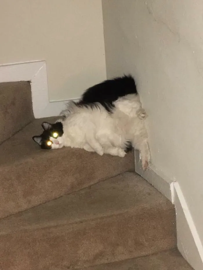 My Cat Always Finds The Most Unusual Positions Comfy
