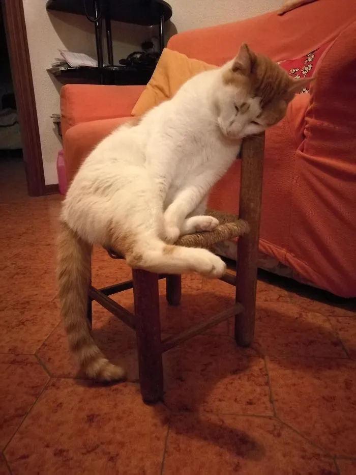 Found Kitty Asleep In Front Of The Fire In The Cutest Position