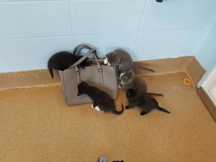 Went To Volunteer At The Humane Society, And The Security Bag Check Was Pretty Intense