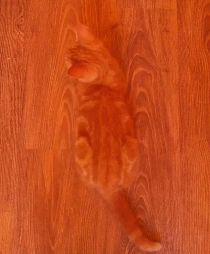 Mi gato ha desaparecido