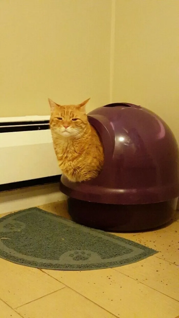 My Cat Mr. Puss Looks Like A Snail When He Poops