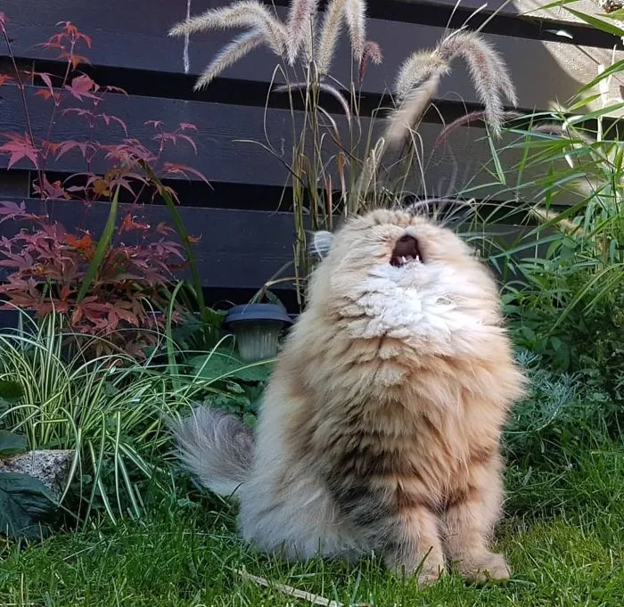 Voy a cantarte la canción de mi gente