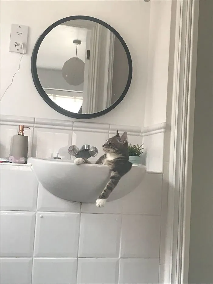 My Cat When He Thinks There's No One Home