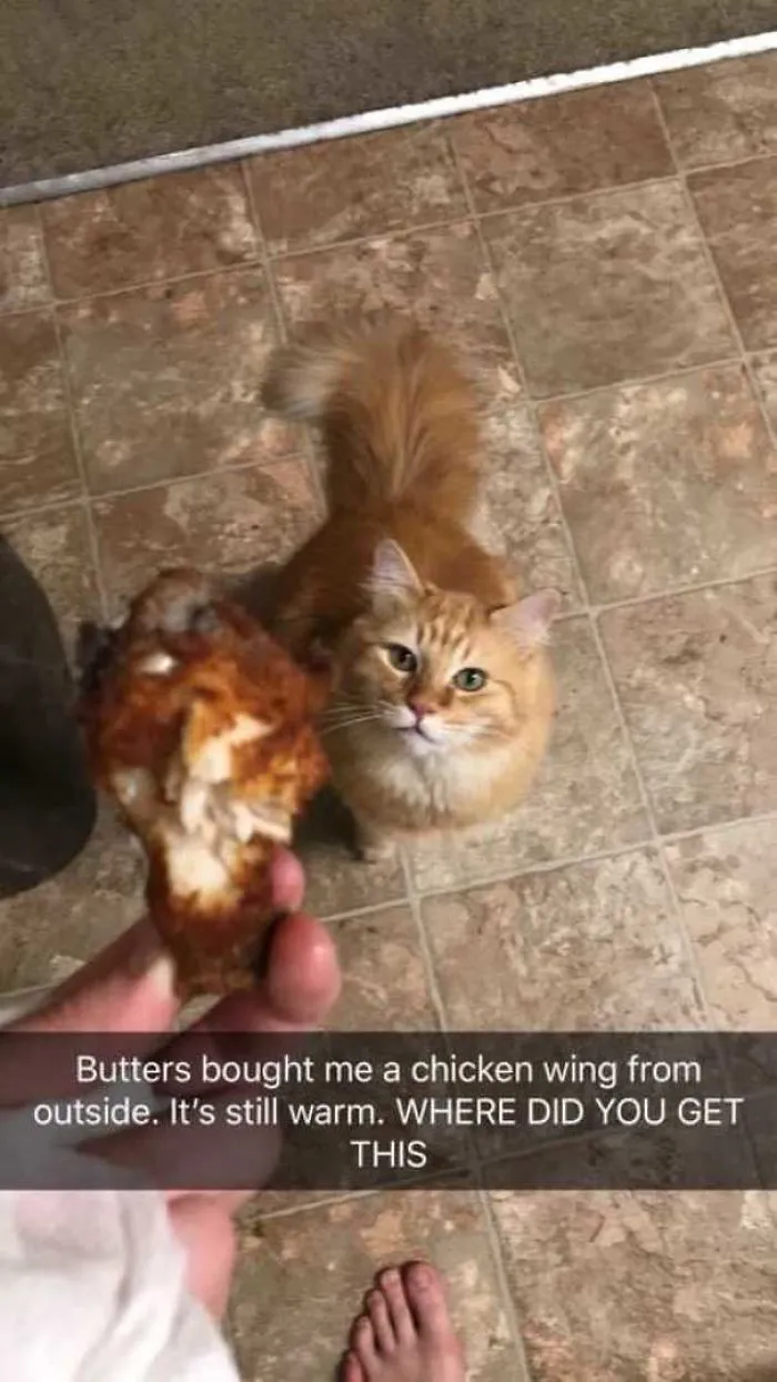 Well If You Don't Eat The Raw Dead Birds He Brings, This Is The Next Logical Step