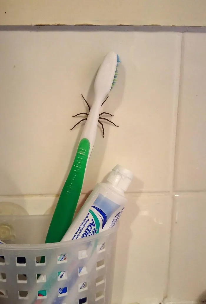 Worst Game Of Hide And Seek Ever