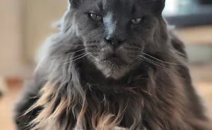 30 Times Cats Cracked Us Up