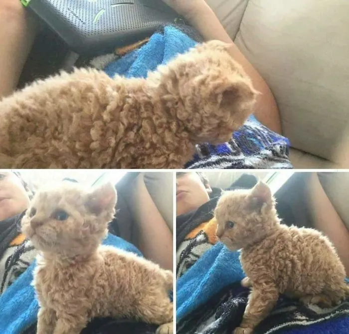 ¿Oveja? ¿Gato? ¿Ambos?
