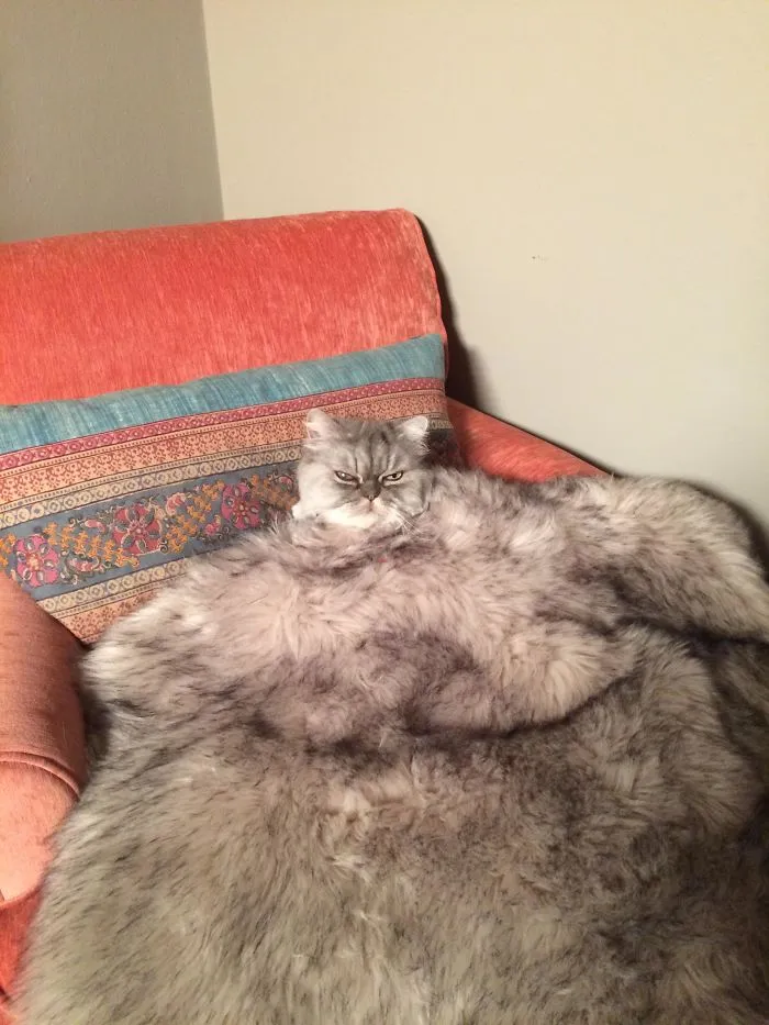 Le he puesto una manta al gato igual que él