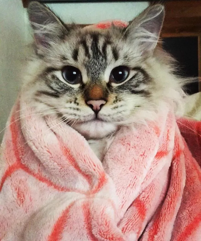 Today I Found Out I Can’t Have Kids, But It’s Fine Because My Cat Is Cuter Than Any Baby I Could Ever Have
