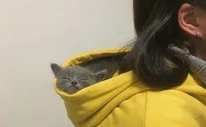 30 Times Cats Cracked Us Up