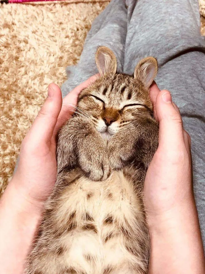 Cabbit