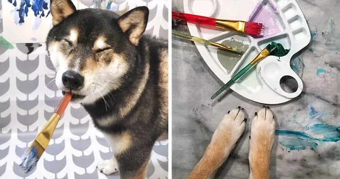 Owners Teach Their Shiba Inu To Paint, Sell Paintings Worth ~$5000