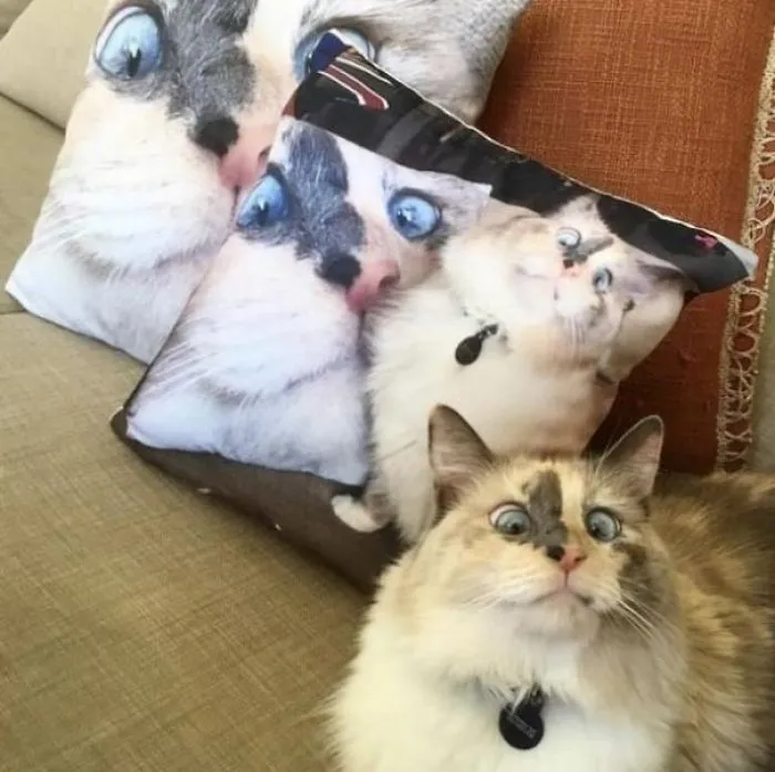 Am I A Joke To You, Brenda?