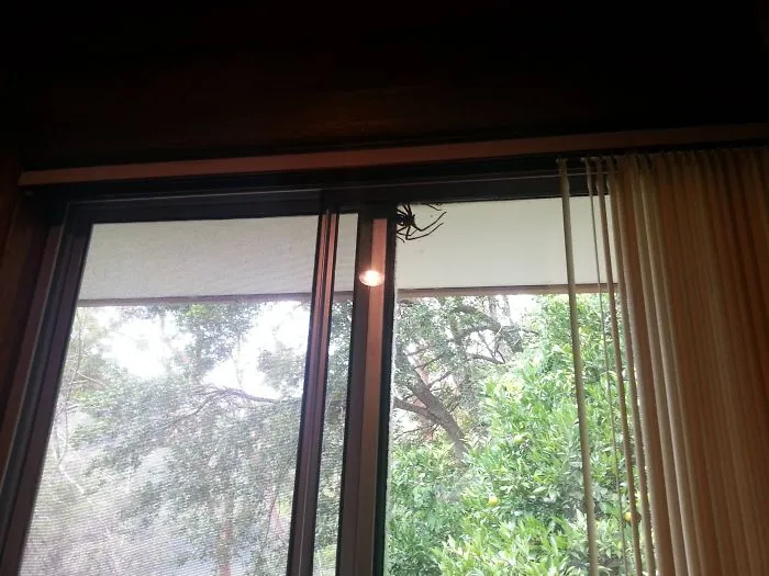 I'm Spending Christmas At My Australian GF's Parents Place. Brushing My Teeth In The Morning I Look Up And This Is What I See On The Inside Of The Window. I Love The Weather Here, But **** That