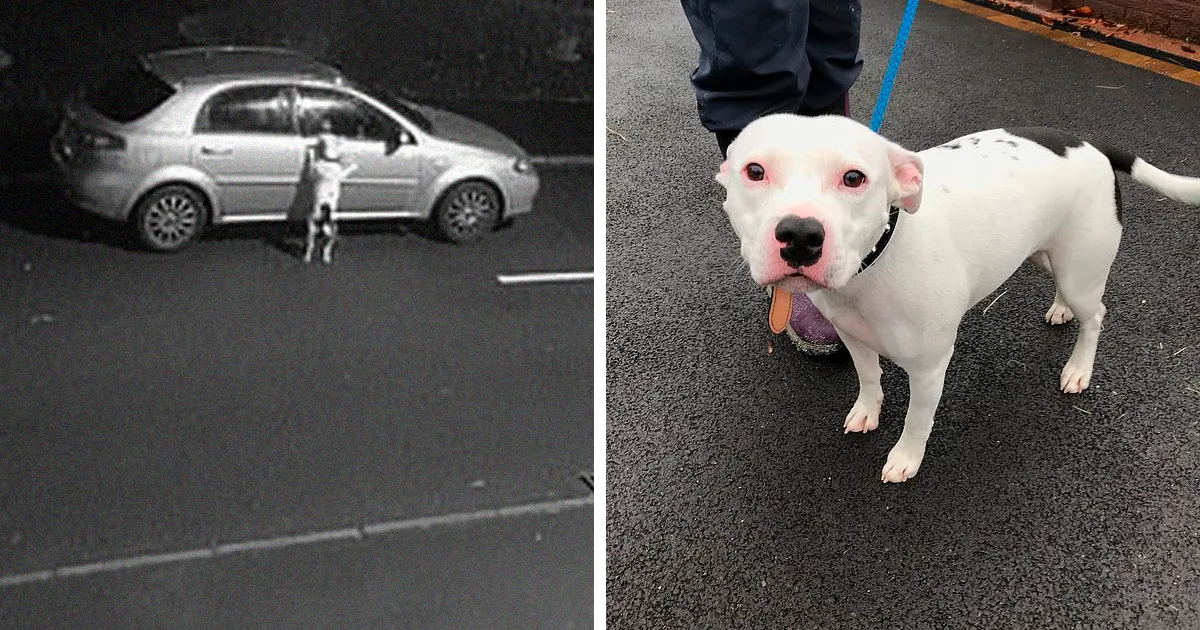 Este perro no se da cuenta de que ha sido abandonado e intenta volver al coche desesperadamente