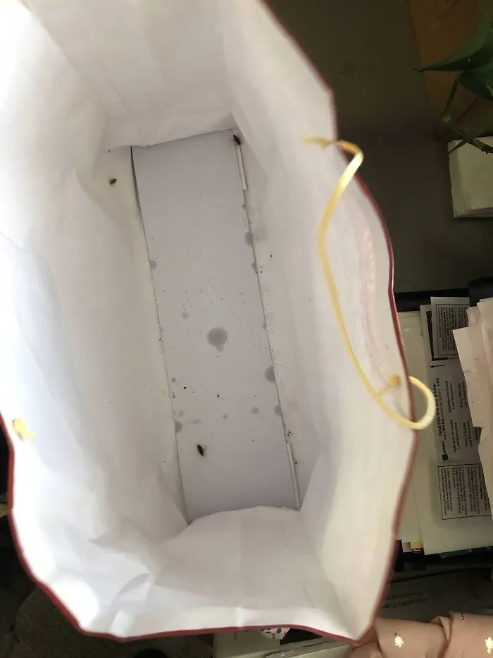 Mi regalo de amigo invisible del trabajo venía con cucarachas vivas y sus cacas