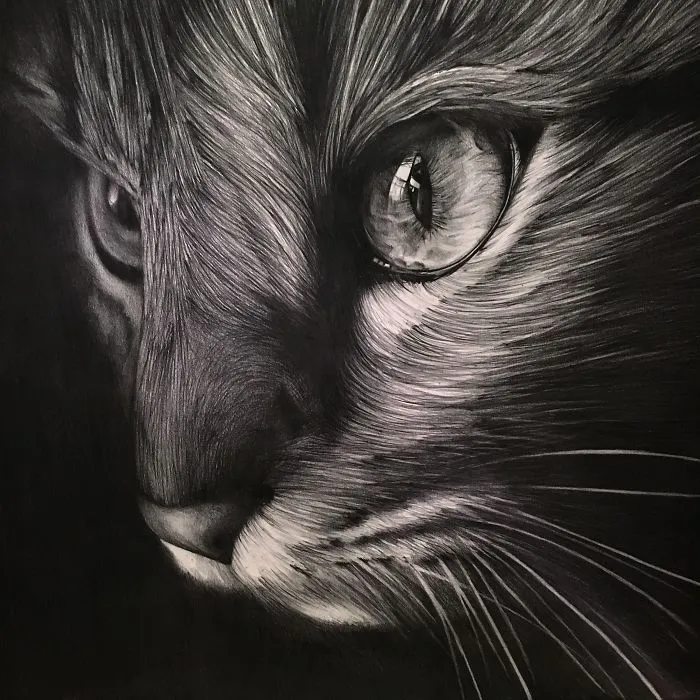 It Took Me 40 Hours To Draw This Cat
