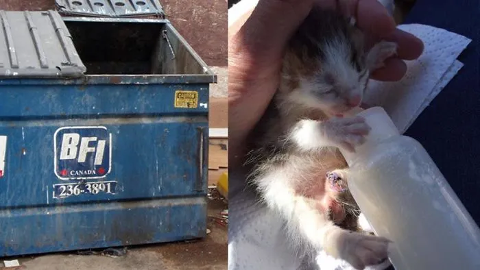 Woman Hears Kitten Crying In Dumpster, Then Vet Reveals He’s Extremely Rare
