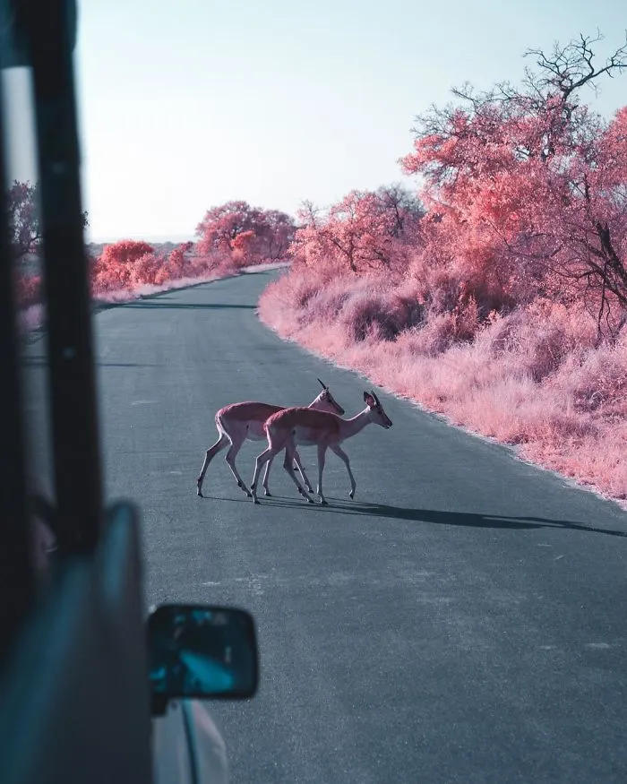Paolo Pettigiani Uses Infrared Photography To Give Us A Different View Of The World