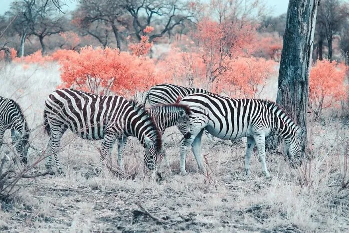 Paolo Pettigiani Uses Infrared Photography To Give Us A Different View Of The World