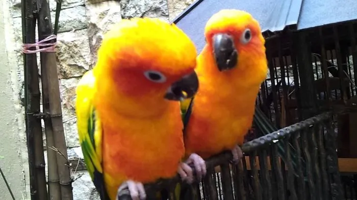 Funny Parrots - Hardest Try Not To Laugh Challenge