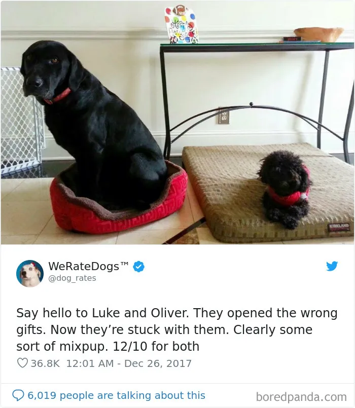 50 Times People Asked To Rate Their Dogs, And Got Hilarious Results