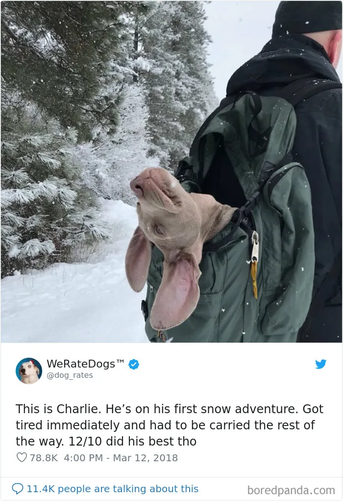 50 Times People Asked To Rate Their Dogs, And Got Hilarious Results