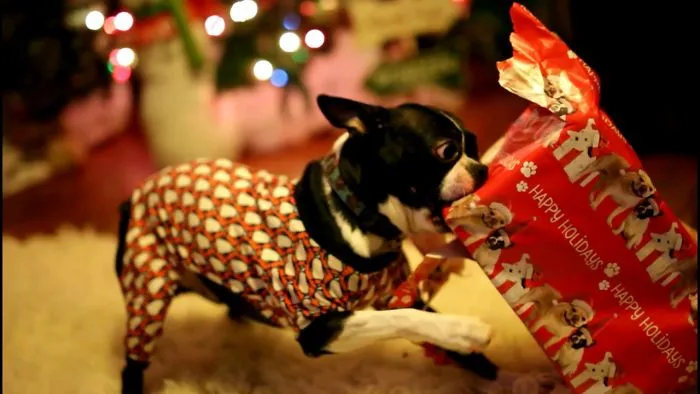Bad Puppy Destroys Christmas Gifts.