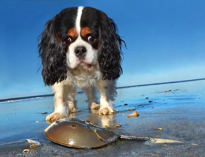 I Spent Three Years Photographing Dog Bliss On The Beach And It Was The Best Natural High Ever.