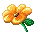 Blooming Flower