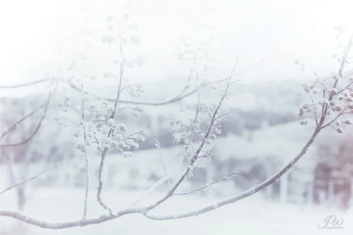 Breaking From Winter Mood
