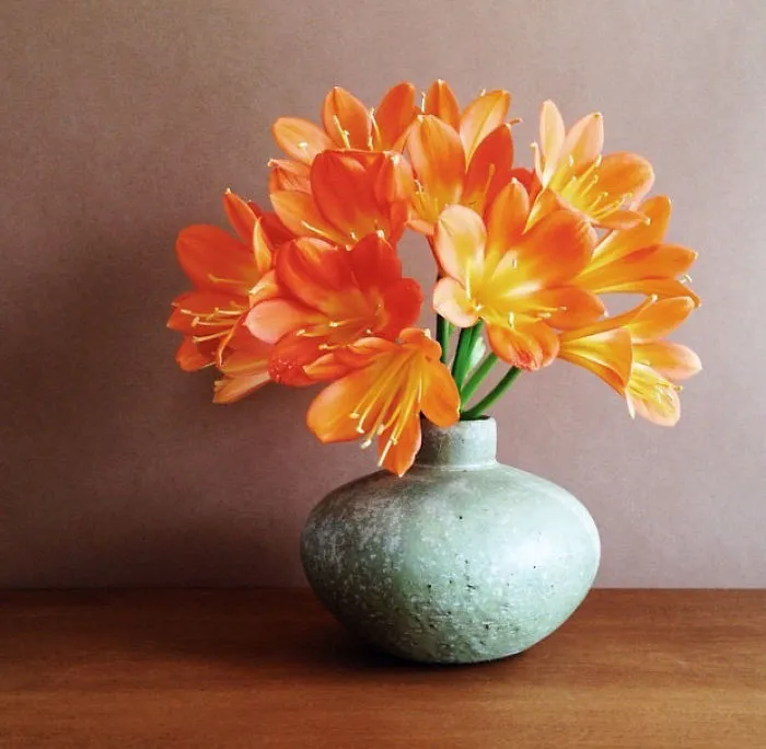 Daisy Flower – Meaning, Symbolism And Colors