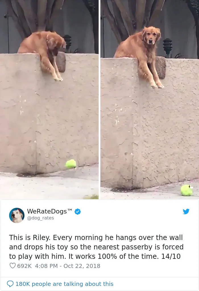 50 Times People Asked To Rate Their Dogs, And Got Hilarious Results