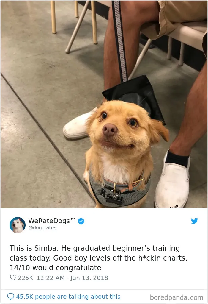50 Times People Asked To Rate Their Dogs, And Got Hilarious Results