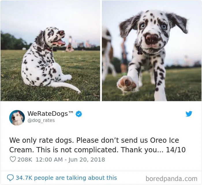 50 Times People Asked To Rate Their Dogs, And Got Hilarious Results
