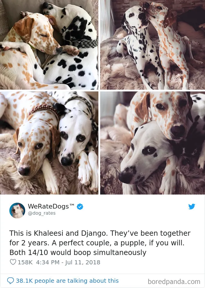 50 Times People Asked To Rate Their Dogs, And Got Hilarious Results
