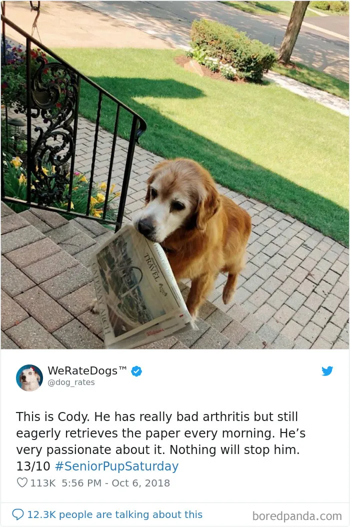 50 Times People Asked To Rate Their Dogs, And Got Hilarious Results