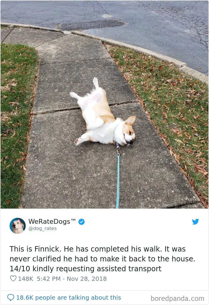 50 Times People Asked To Rate Their Dogs, And Got Hilarious Results