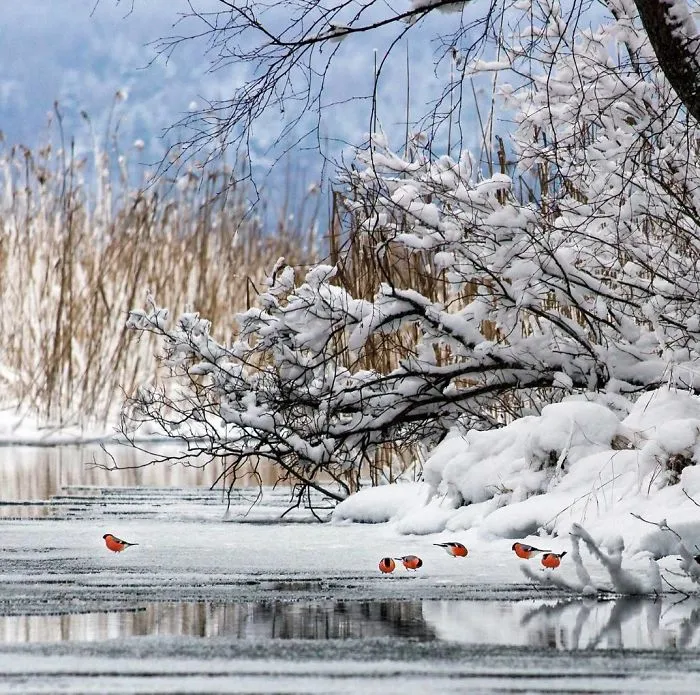 Finnish Photographer Proves Fairy Forests Are Real In Finland (41 Pics)