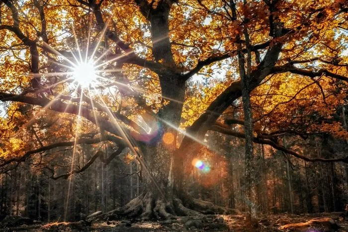 Finnish Photographer Proves Fairy Forests Are Real In Finland (41 Pics)
