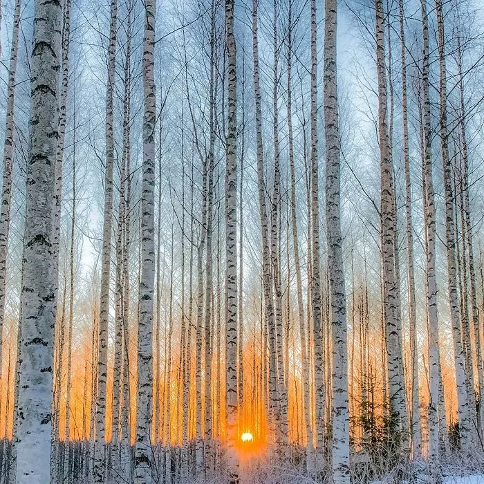 Finnish Photographer Proves Fairy Forests Are Real In Finland (41 Pics)