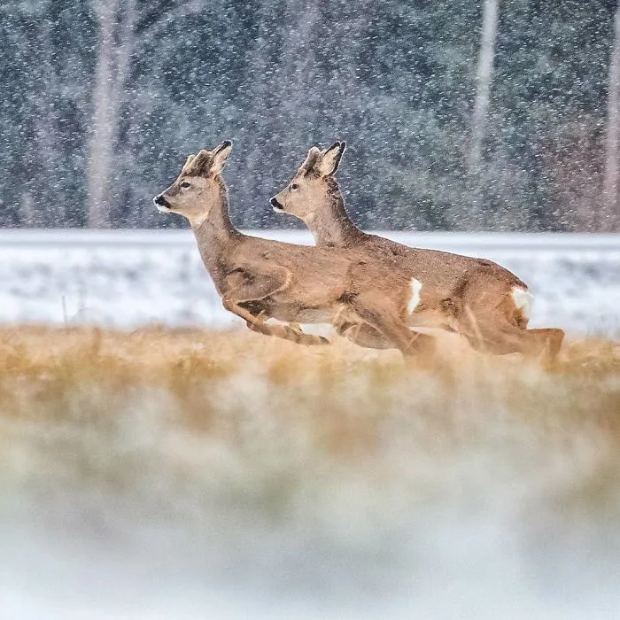 Finnish Photographer Proves Fairy Forests Are Real In Finland (41 Pics)