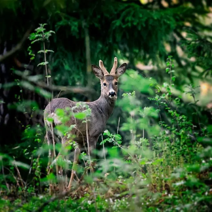 Finnish Photographer Proves Fairy Forests Are Real In Finland (41 Pics)