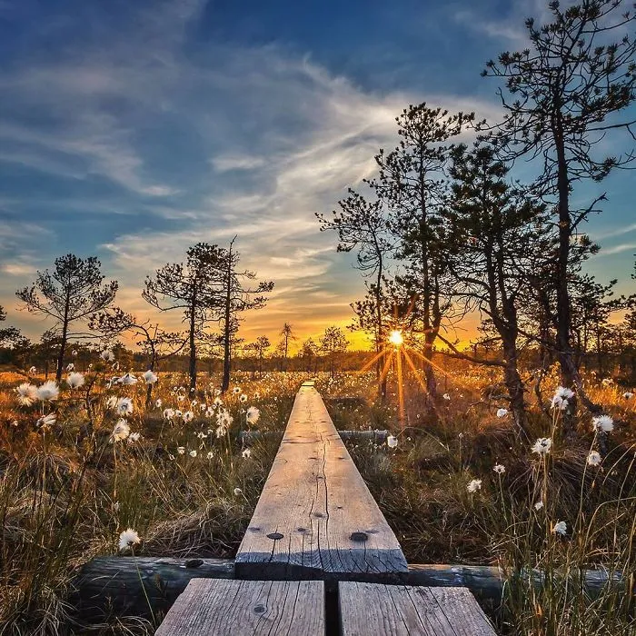 Finnish Photographer Proves Fairy Forests Are Real In Finland (41 Pics)