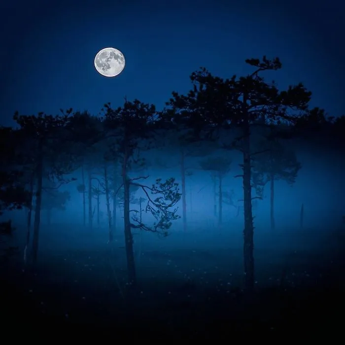 Este fotógrafo demuestra que los bosques de los cuentos son reales en Finlandia (41 fotos)