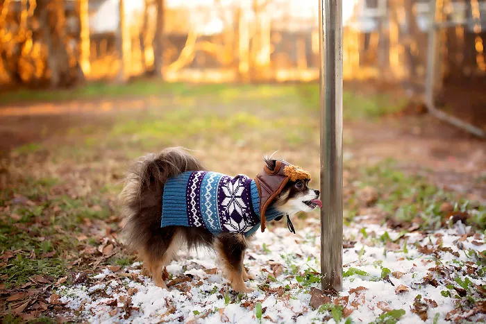 A Dogs Christmas Story