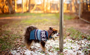 A Dogs Christmas Story