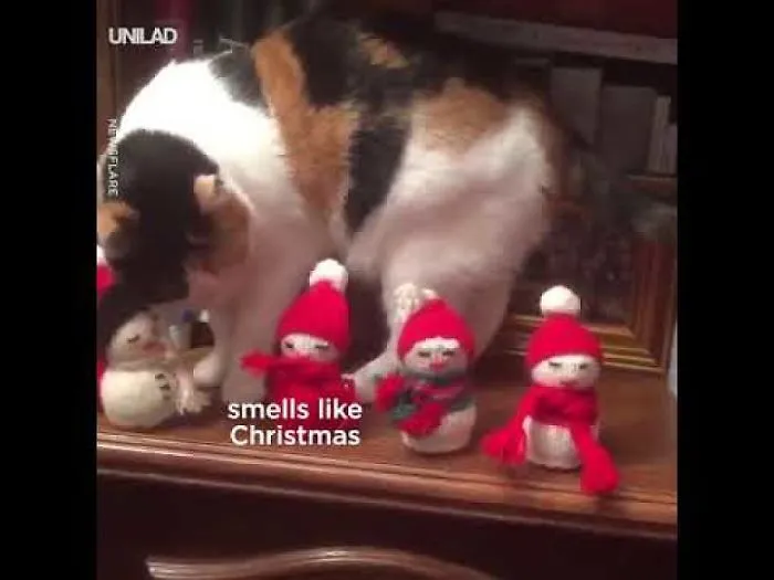 5 Cats Who Totally Nailed Gatochismo In 2018