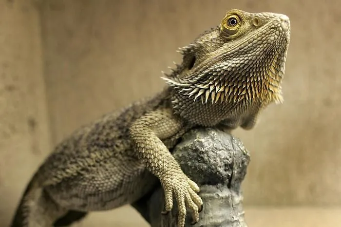 Fastest Animal Species In The World