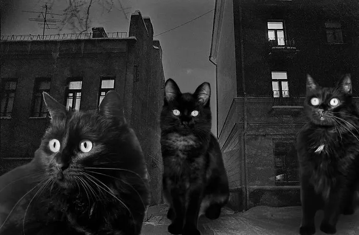 I Photoshopped Cats Into New Year's Photos From The Former USSR